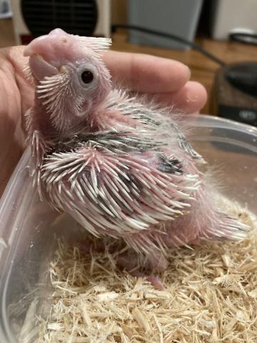 オカメインコ/ホワイトフェイスシナモンパールパイド