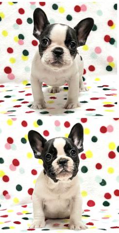 フレンチブルドッグ