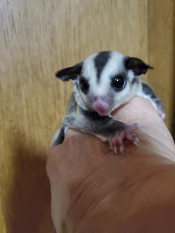 ノーマルヘテロリユーシ