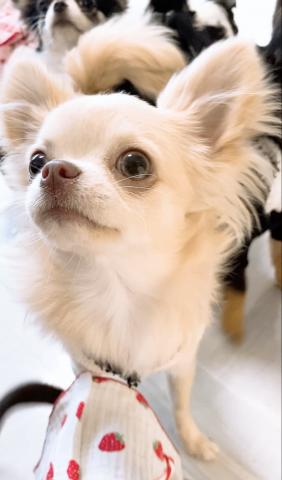 チワワ(ロングコート)