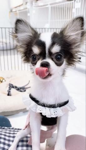 チワワ(ロングコート)