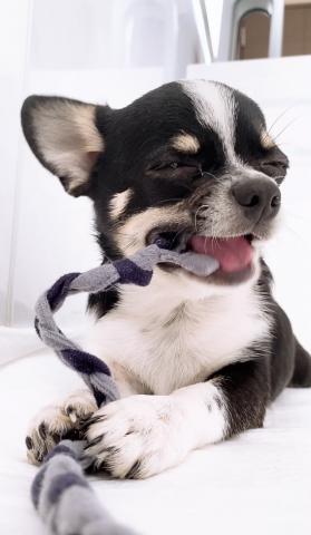 チワワ(スムースコート)