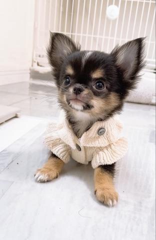 チワワ(ロングコート)