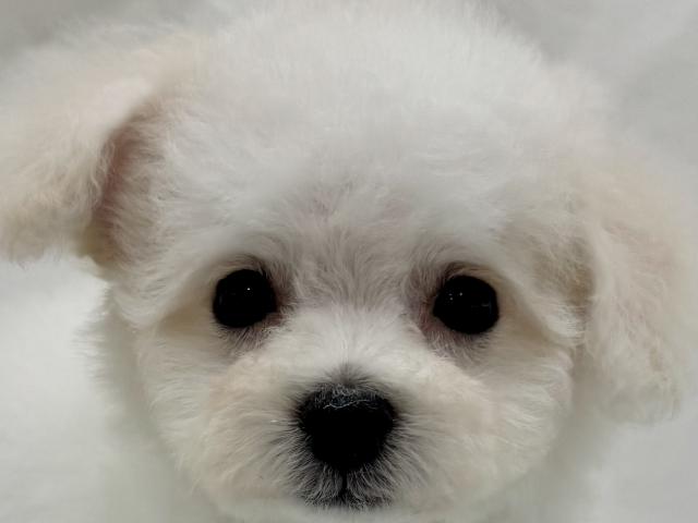 ビションフリーゼ