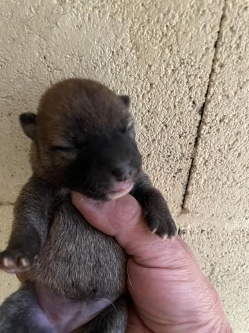 柴犬　すくすく成長中🩵