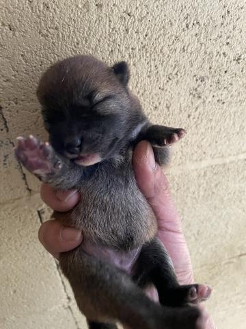 柴犬　すくすく成長中🩵