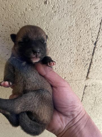 柴犬　すくすく成長中🩵