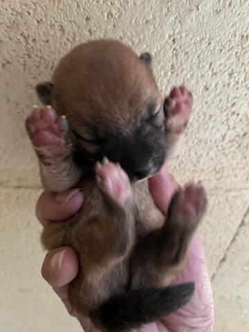 柴犬　すくすく成長中🩵