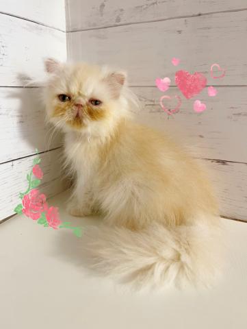 エキゾチックロングヘアー