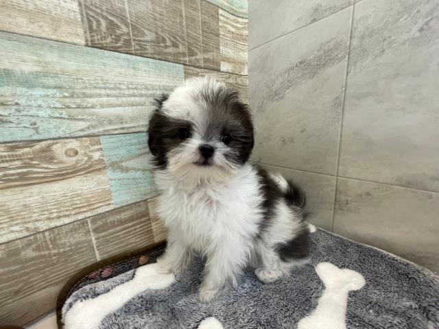 チワワ×マルチーズ