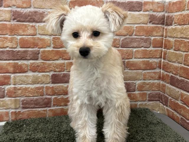 トイプードル×ポメラニアン