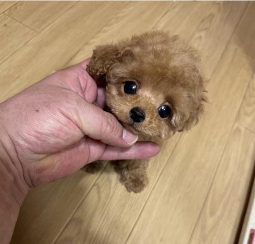 トイプードル❤️小さなめっちゃ可愛いティーサイズの男の子❤️