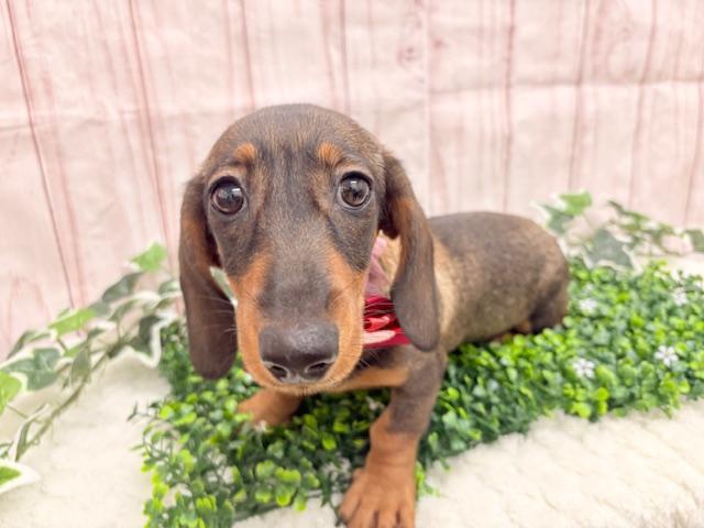 スタンダードダックスフンド