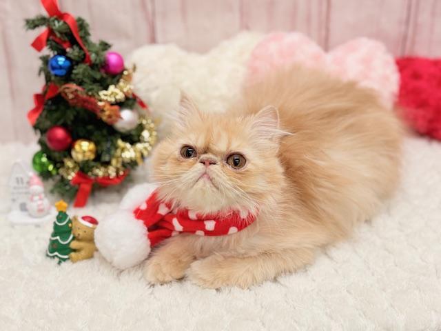 エキゾチックロングヘアー