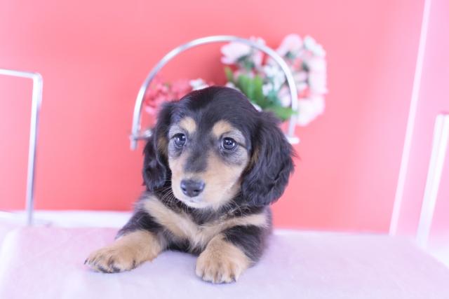 カニヘンダックスフンド ロング