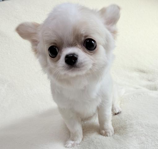 チワワ(ロングコート)