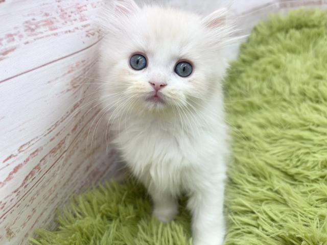 スコティッシュフォールド