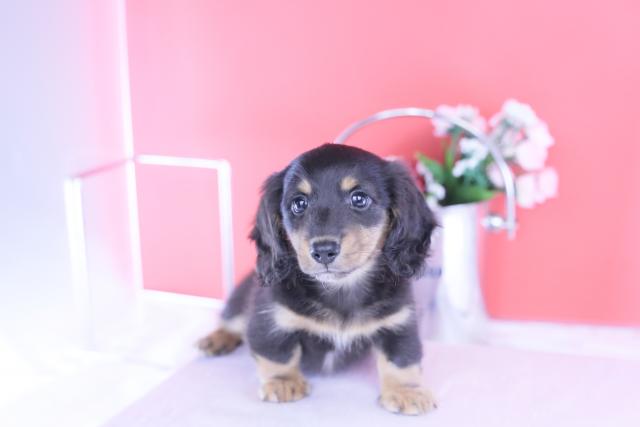 カニヘンダックスフンド ロング