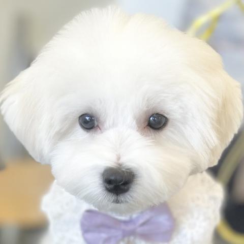 MIXマルチ×ビション