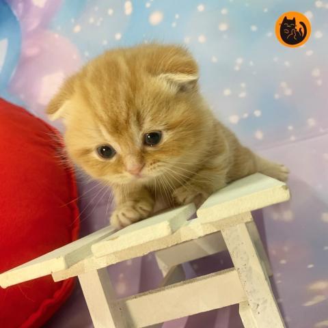 スコティッシュフォールド