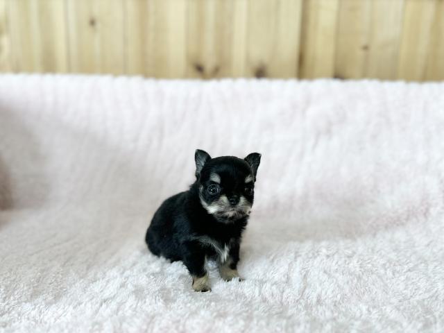 チワワ(ロングコート)