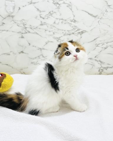 スコティッシュフォールド