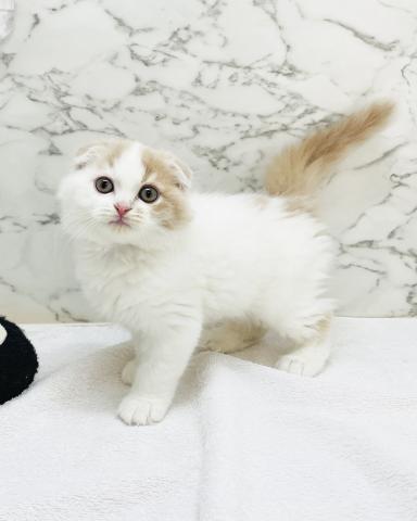 スコティッシュフォールド