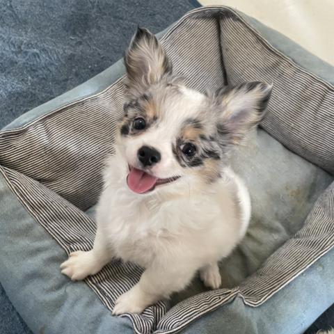 チワワ(ロングコート)チワワ ホワイト ブルーマール