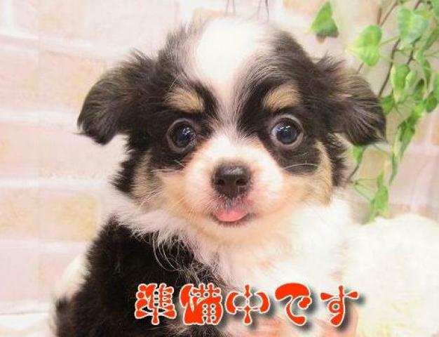 タイニープードル