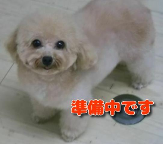 タイニープードル