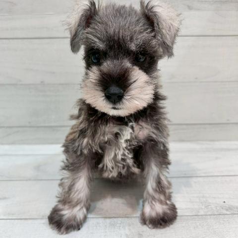 ミニチュアシュナウザー