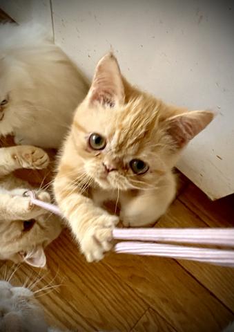 エキゾチックショートヘアー