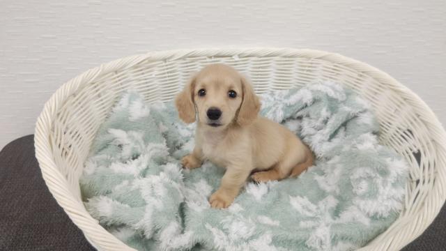 ミニチュアダックスフンド