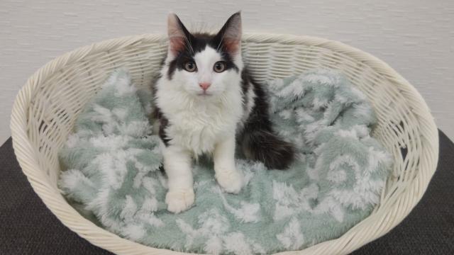 ノルウェージャンフォレストキャット