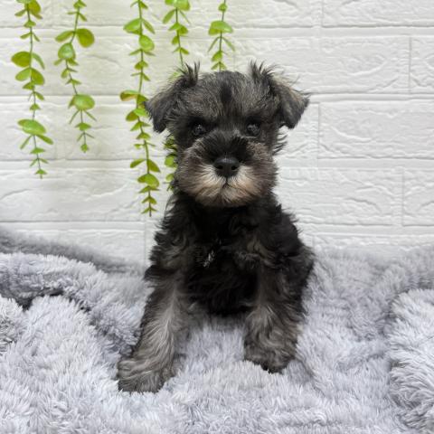 ミニチュアシュナウザー