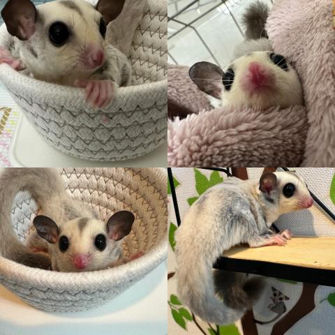 プラチナhetリューシ女の子