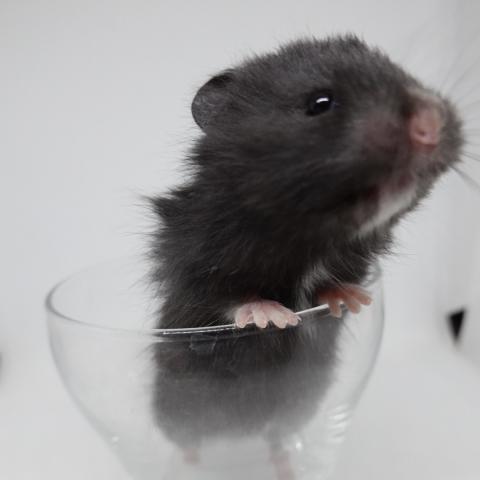 シリアンハムスター(クロクマ)