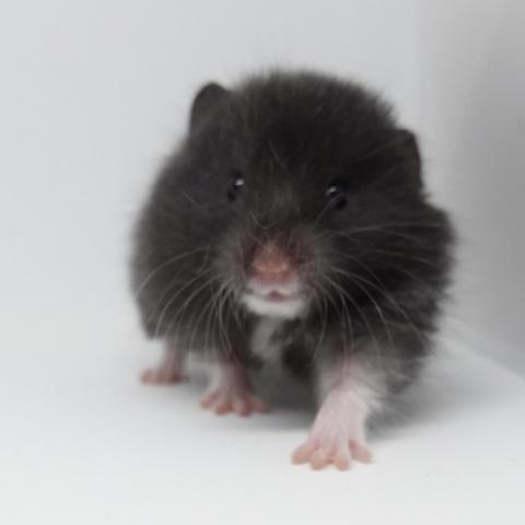 シリアンハムスター(クロクマ)