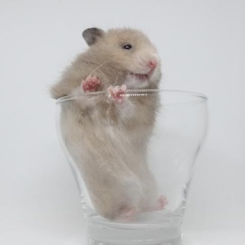 シリアンハムスター(ハニー)
