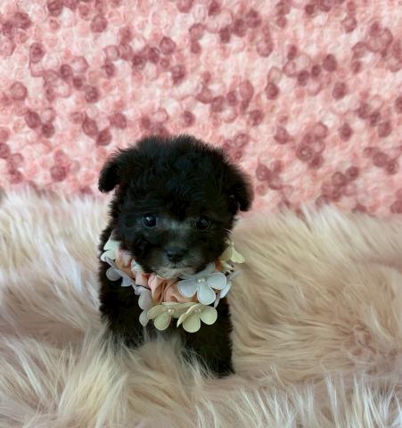 ティーカッププードル