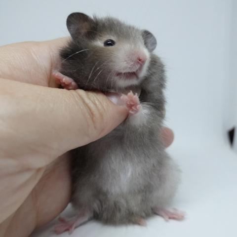 シリアンハムスター(スモークパール)