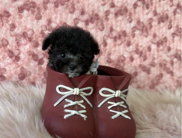 ティーカッププードル