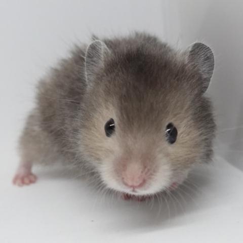 シリアンハムスター(ダブドセーブル)