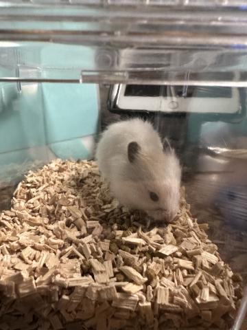 シリアンハムスター(アイボリー)