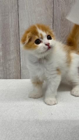 スコティッシュフォールド