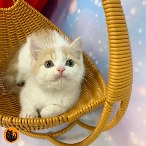 スコティッシュフォールド