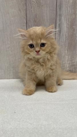 ミヌエット(旧ナポレオン)