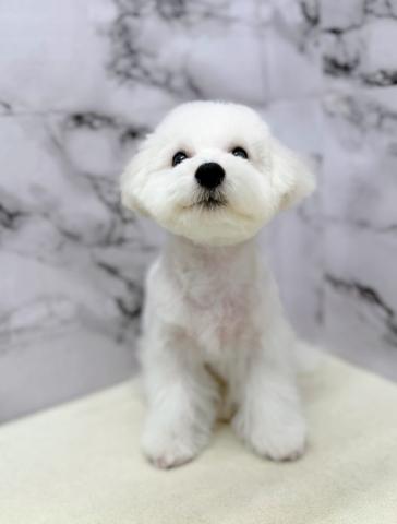 ビションフリーゼ【12/7お写真、動画更新!】Special price‼️ふわふわ巻き毛に包まれた癒し男子♪