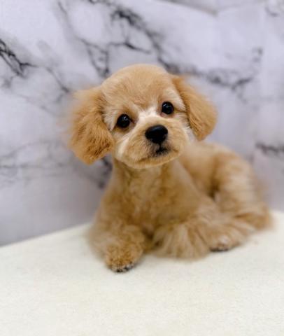 MIXビション×トイプードル【12/7お写真、動画更新!】Special price‼️人が大好きすぎるかまってちゃん♡優しい性格の男の子♡