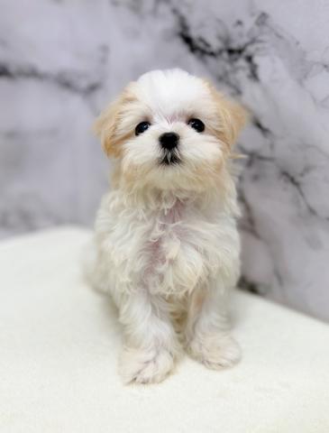 MIXマルチーズ×シーズー【12/7お写真、動画更新♪】ふわふわ毛並みでやさしいマルズー♡